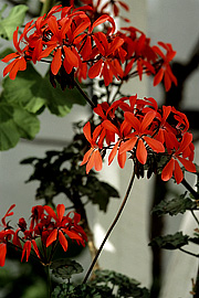 Dværgpelargonie ‘Friesdorf ’