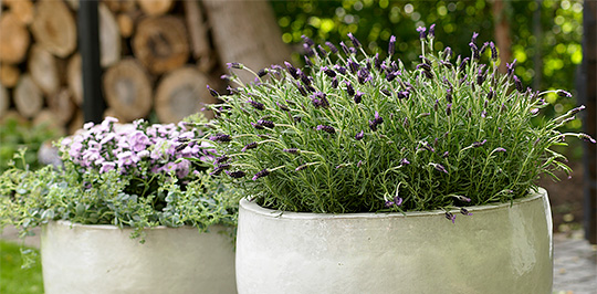 Lavandula stoechas