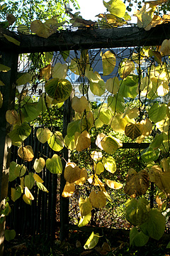 Pergola med bladhæng