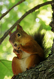 Egern spiser nødder i tyrkisk hassel.