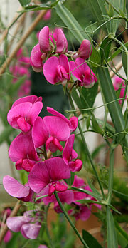 Lathyrus latifolius