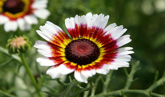 Glebionis carinata blomst