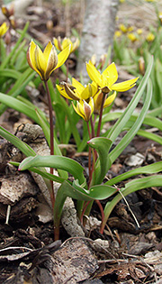 Barkflis med vilde tulipaner