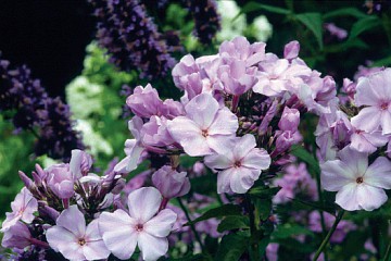 Høstfloksen ‘Lilac Time’