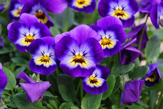 Havenyt.dk tidlige blomster på altanen Altan blomster