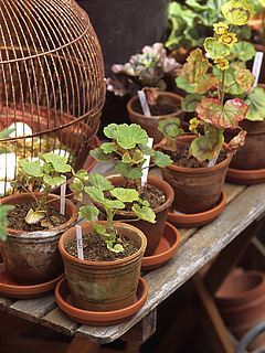 Stiklingeformering af pelargonier