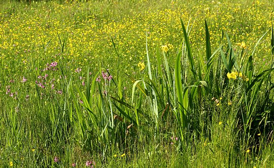 Vild flora