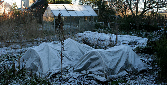 Frostmorgen og bladselleri under fiberdug.