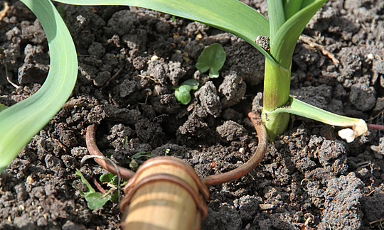 Garden scepter