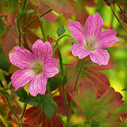 Geranium ‘Claridge Bruce’