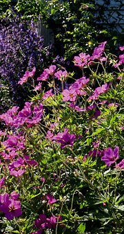 Geranium ‘Patricia’