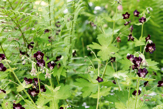 Geranium ­phaeum