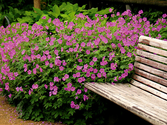 Geranium ‘Sirak’