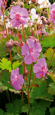 Geranium × cantabrigiense
