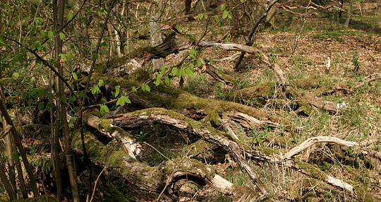 Grene får lov til at blive liggende i skovbunden.