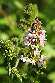 Grøn mynte i blomst