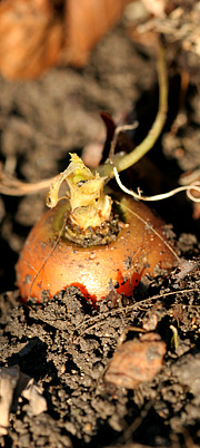 Gulerod opbevares ude i jorden under bladdække.