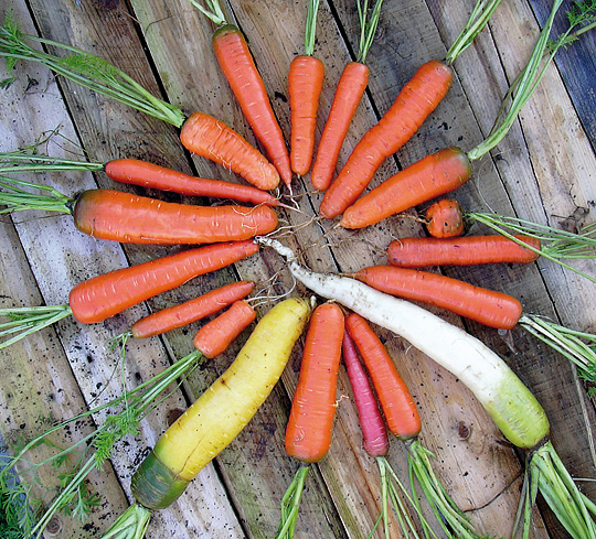 Mange forskellige gulerødder