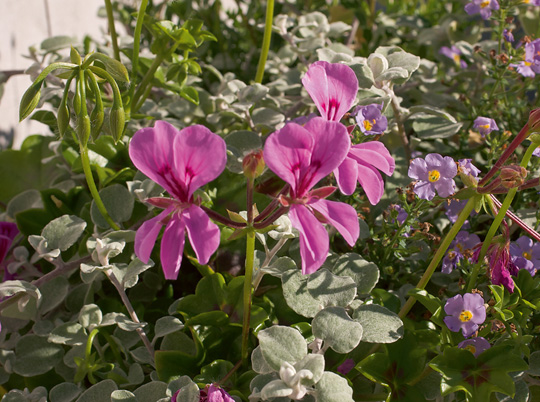 Hængepelargonie i krukke med sommerblomster.