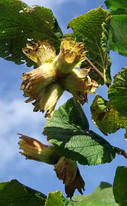 Hasselnødder