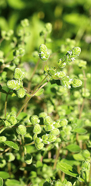 Havemerian har små hvide blomster.