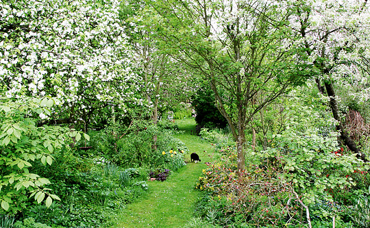 Biodiversitet i skovhaven