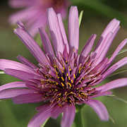 Havrerodens blomst