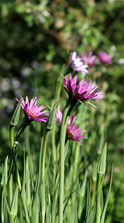 Havrerod blomster og knopper