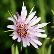 Lys havrerodsblomst