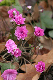 Fyldt rosa Hepatica nobilis