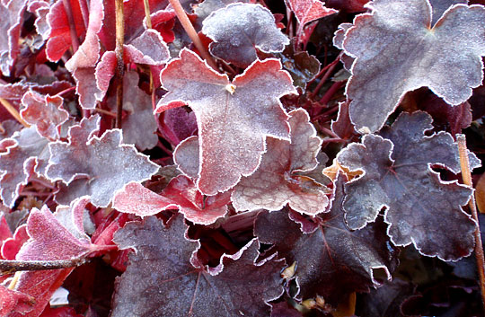 Heuchera ‘Checkers’