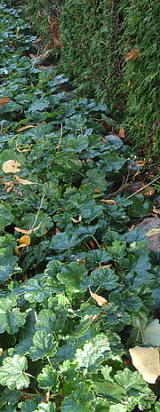 Grønbladet alunrod