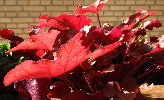 Heuchera Peach Flambe