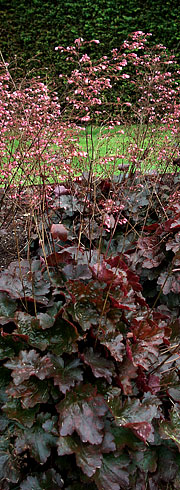 Heuchera