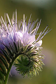 Honningurt Phacelia esculentum