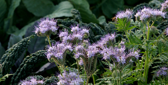 Honningurt i blomstring