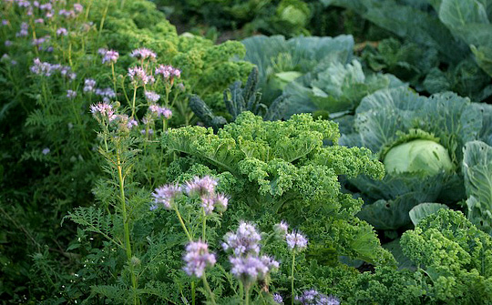 Phacelia esculentum som insektblomst i mellem kål