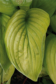 Hosta