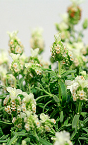 Lavandula stoechas