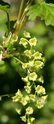 Blomster på hvid ribs