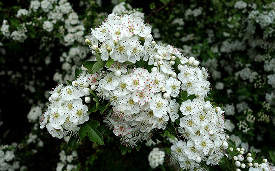 Hvidtjørn blomster