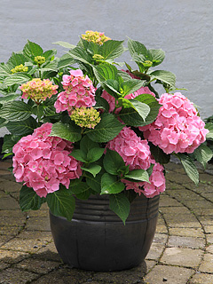 Hortensia Frida