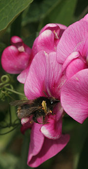 Insekt i flerårig ærteblomst