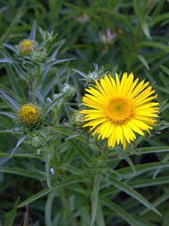 Inula ensifolia