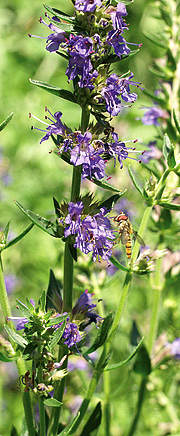 Blå isop med blomsterflue.