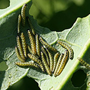 Kållarver på kålblad