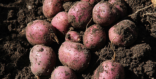 Kartofler optaget i våd jord