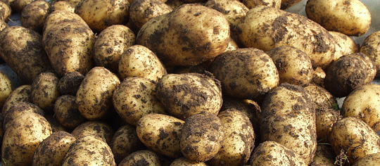 Kartofler der lige er gravet op
