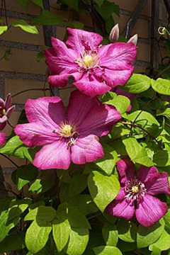 Clematis ‘Ville de Lyon’.