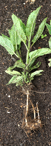 Knoldgaltetand – plante med rodknold i juni